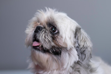 Silly, funny portrait photoshoot of ugly but cute looking shih tzu