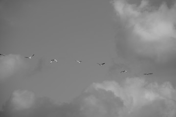 birds