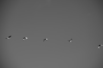 birds