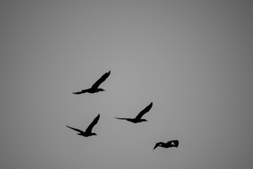birds