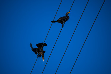 Obraz premium birds