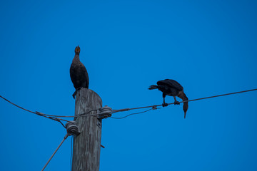 birds