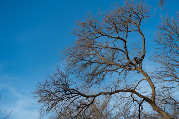 tree against blue sky