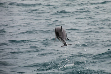 Fototapeta premium Dusky delfin wychodzący z wody