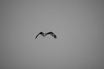bird