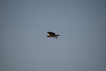 bird