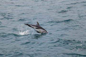 Fototapeta premium Dusky dolphin swimming off the coast of Kaikoura, New Zealand