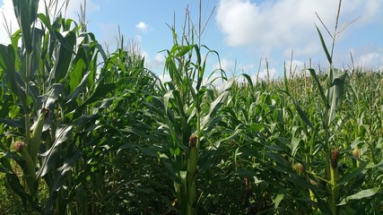 corn field