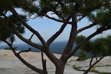 Lone tree on rock overseeing city