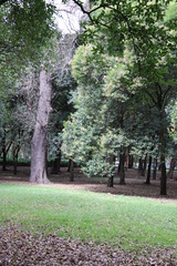 tronco de arbol en bosque