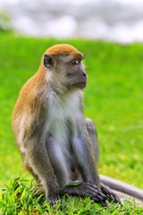 Crab-eating macaque sitting on the ground in Bukit Lawang, Sumatra, Indonesia