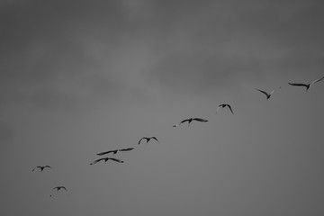 birds