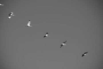 birds