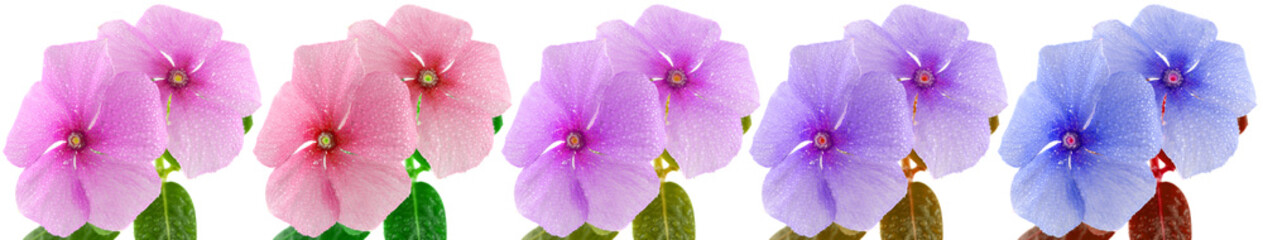 Pervenches de Madagascar 