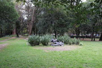 Arbusto en bosque