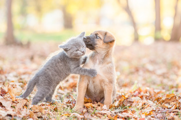 Cute puppy kisses a kitten on autumn leaves at sunset