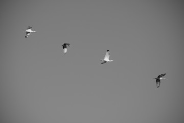 birds