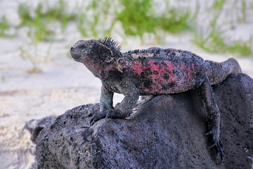 Marine iguana on Espanola Island, Galapagos National park, Ecuador