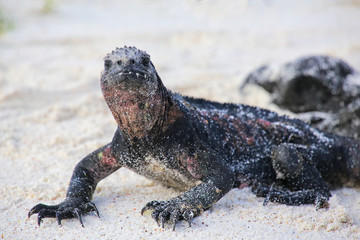 Marine iguana on Espanola Island, Galapagos National park, Ecuador