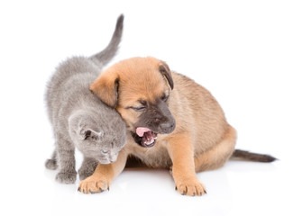 Mongrel puppy and kitten together. isolated on white background
