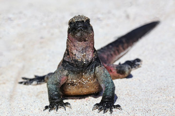 Marine iguana on Espanola Island, Galapagos National park, Ecuador