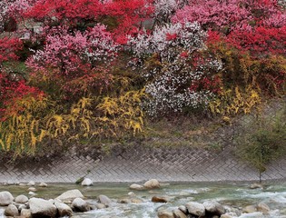 Fototapeta premium 昼神の花桃と阿智川