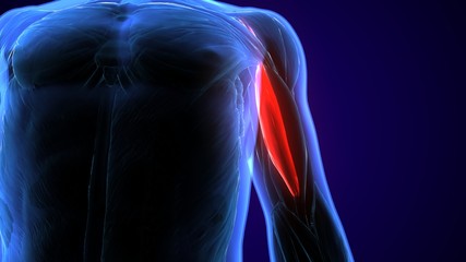 3d illustration of medically accurate illustration of the brachialis

