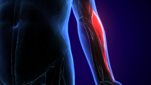 Brachialis Bilder Durchsuchen 890 Archivfotos, und