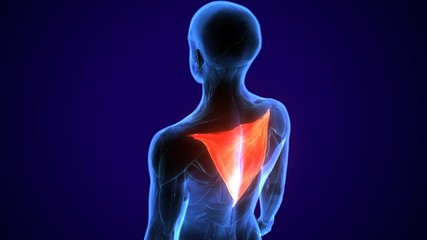 3D illustration back fit strong human anatomy or anatomical and gym muscle isolated,