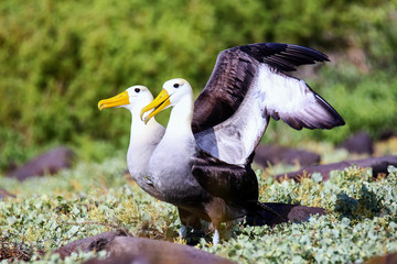 Waved albatrosses doing courtship ritual on Espanola Island, Galapagos National park, Ecuador.
