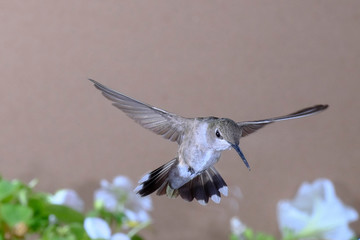 Black-chinned hummingbird frozen in flight