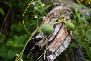 Wild cucumber pods with small white flower on a tree stump 
