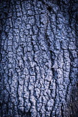 Natural tree wood texture and background
