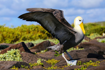 Waved albatross spreading its wings, Espanola Island, Galapagos National park, Ecuador