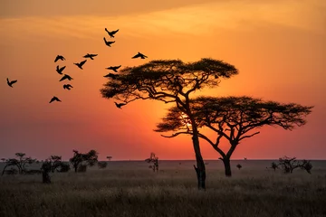 Schilderijen op glas Geweldige zonsopgang in het natuurpark Serengeti in Tanzania die & 39 s ochtends goed vult © Suntichai