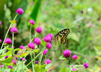 Beautiful butterfly and pink flower on nature backgrounds