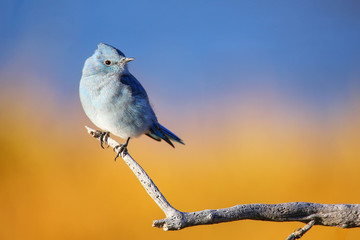 Male mountain bluebird sitting on a stick