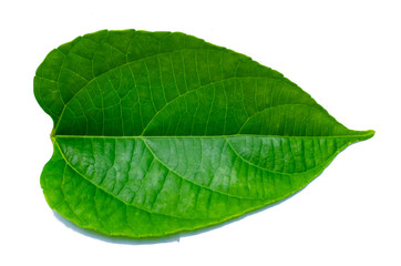 Fototapeta na wymiar Leaves Calathea ornata pin stripe background White Isolate