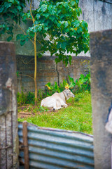 Cow in Manila, Philippines. Philippines is a country located in the south east Asia. Their climate is mostly tropical.