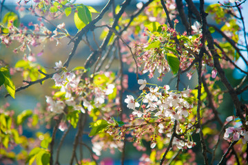 Cherry Blossom in Tokyo, Japan. April in Japan is very popular about Sakura Cherry Blossom.