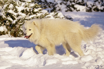 Beautiful dog Samoyed in the forest in the park on the snow