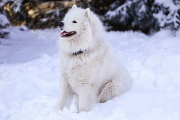 Obraz premium Beautiful dog Samoyed in the forest in the park on the snow