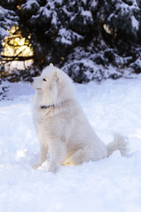 Beautiful dog Samoyed in the forest in the park on the snow