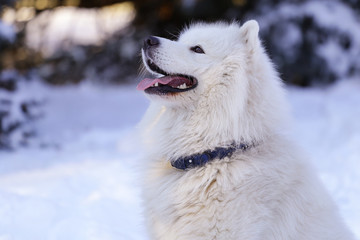 Beautiful dog Samoyed in the forest in the park on the snow