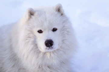 Fototapeta premium Beautiful dog Samoyed in the forest in the park on the snow