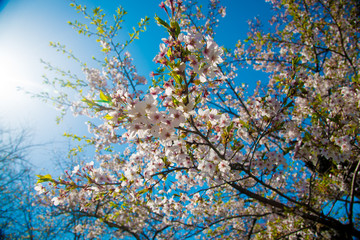 Cherry Blossom in Shinano-Omachi, Japan. April in Japan is very popular about Sakura Cherry Blossom.
