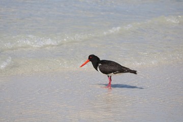 Australian Pied Oystercatcher 