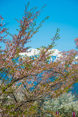 Cherry Blossom in Shinano-Omachi, Japan. April in Japan is very popular about Sakura Cherry Blossom.