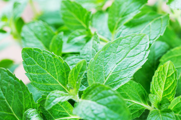 Fresh mint in the garden .