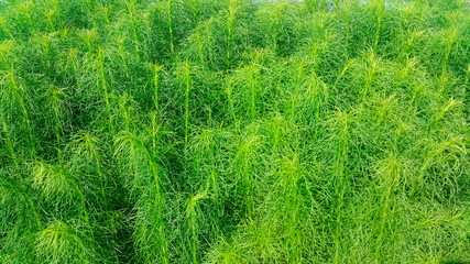 green grass grows along the sidewalk,  green grass background